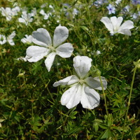 Geranium sanguineum 'Album'